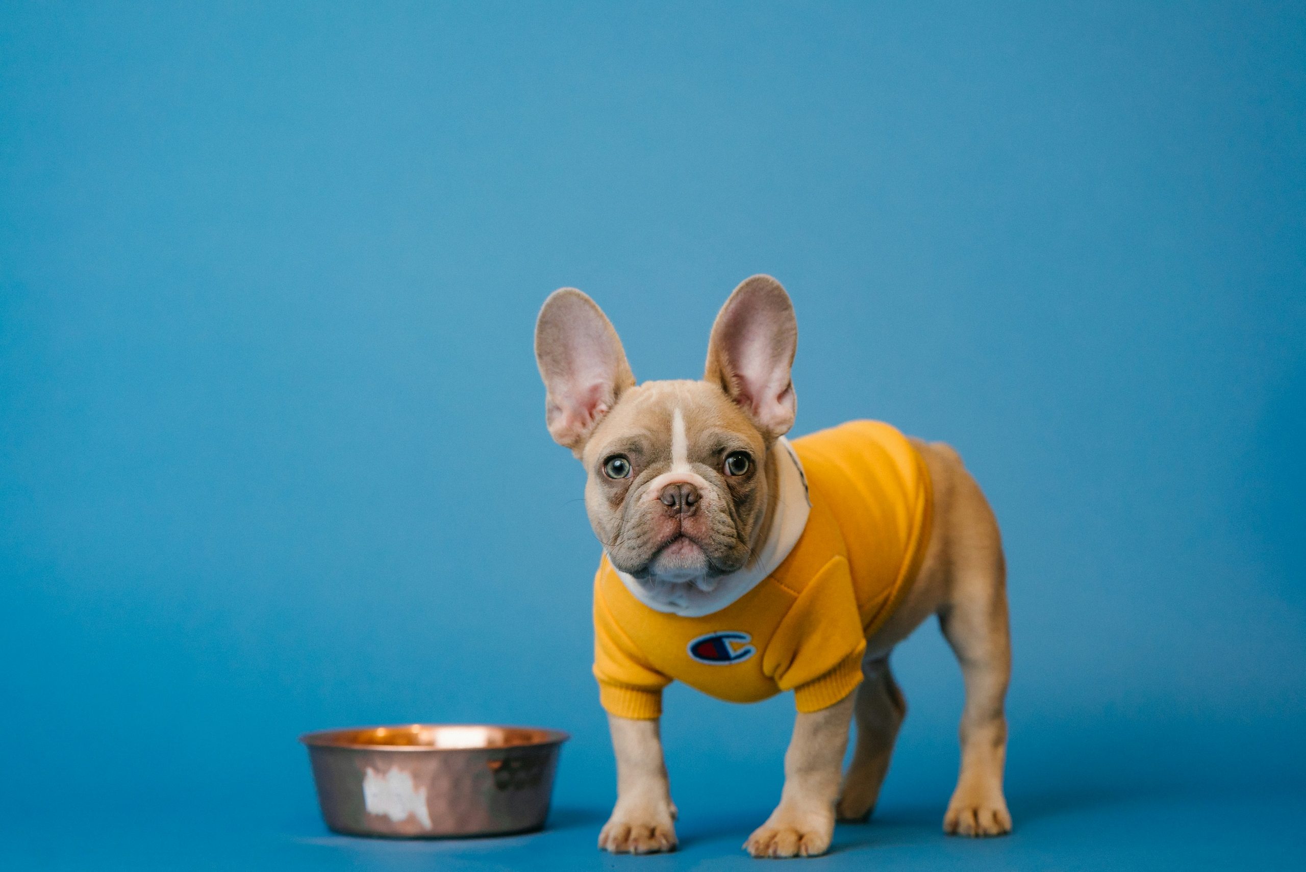signs of bloat in dog