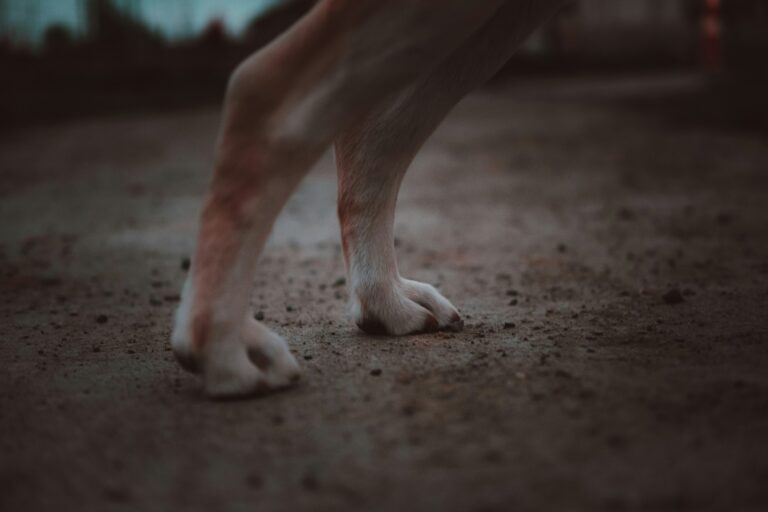 Photo inspiration: Fresh Look at Why Is My Dog Limping On Its Front Leg Common
