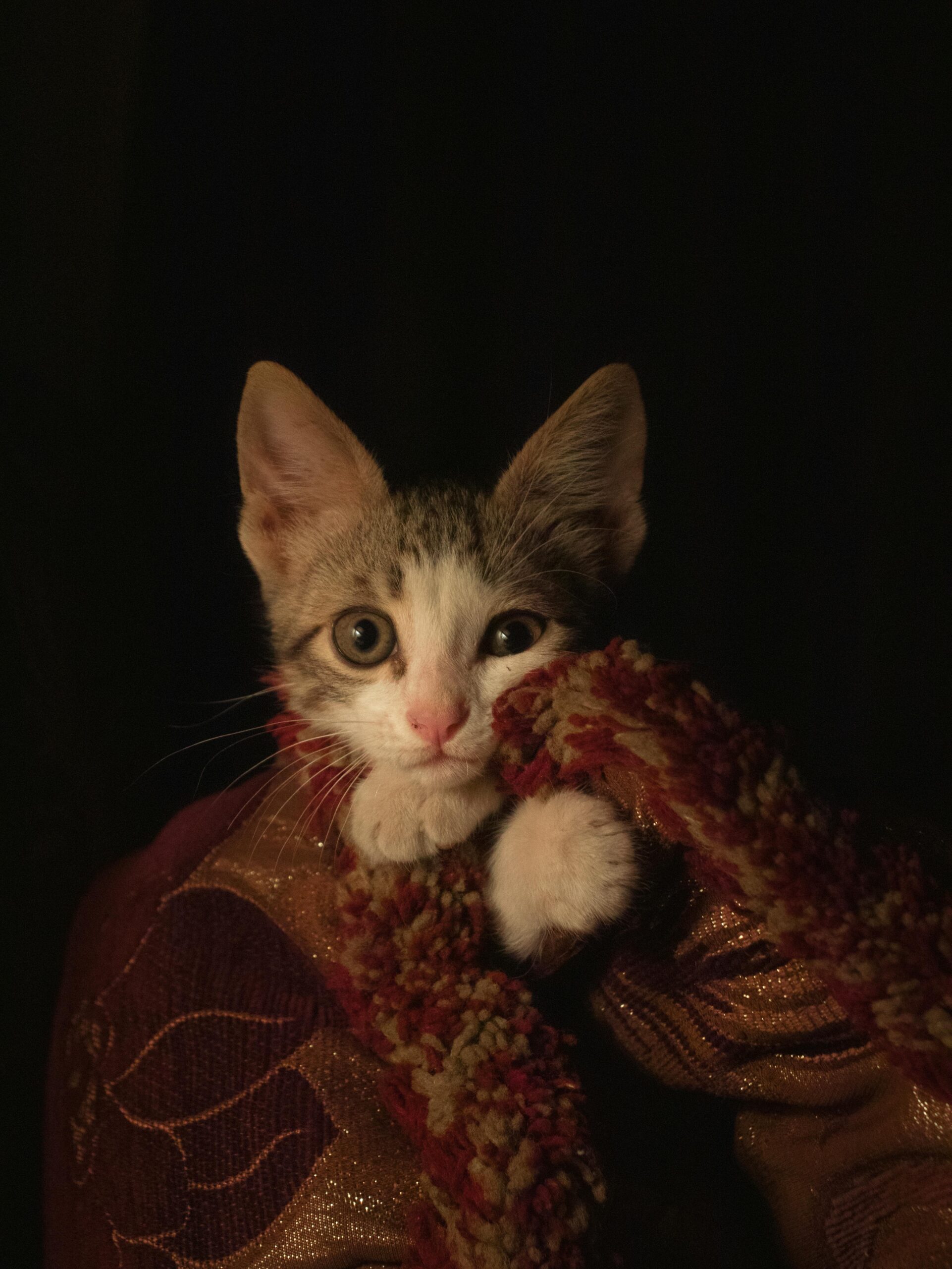 Caring for an Egyptian Mau: Personality, Health, and More