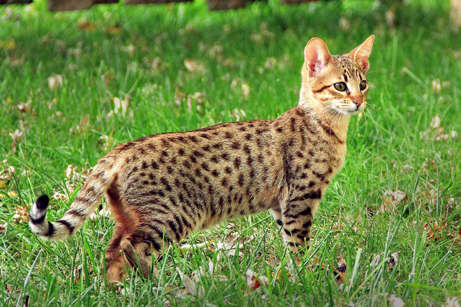 F1 Savannah Cat Overview: Traits, Care, and Specialized Needs
