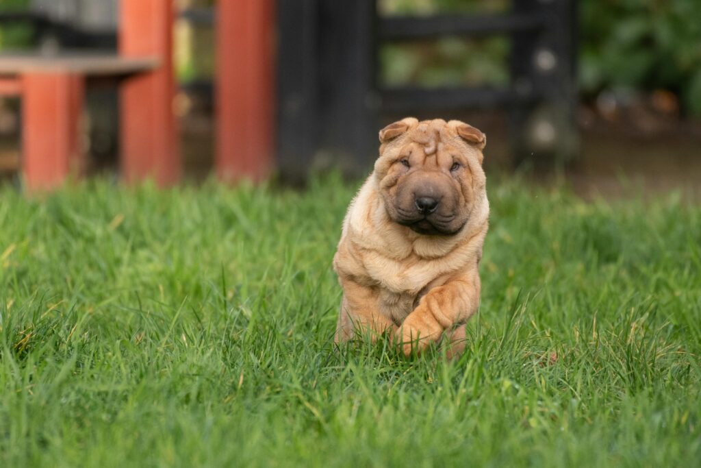 Picture of Pancreatitis in Dogs: Recognizing Symptoms and Finding Relief - Oxford ...