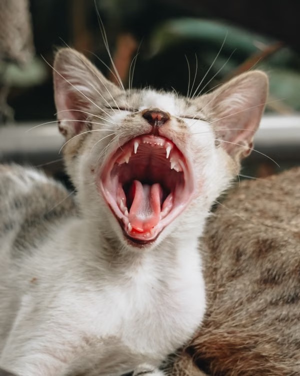 Cat yawning and showing its teeth and gums