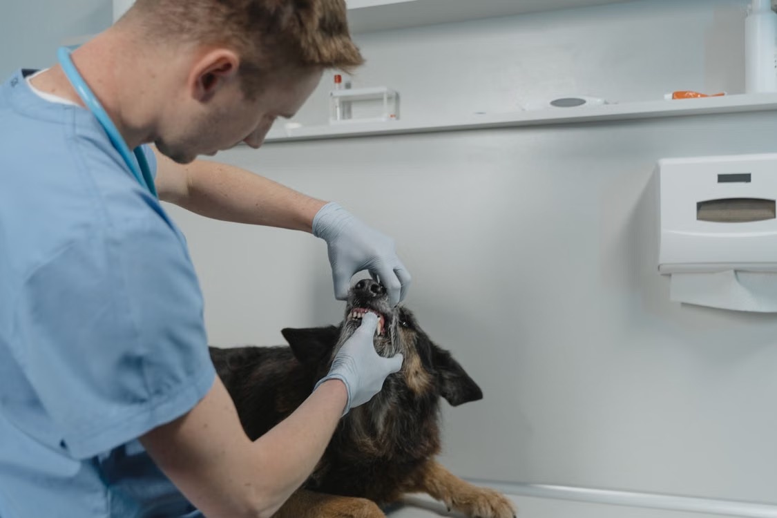 Veterinarian examining a dog's teeth during a dental exam