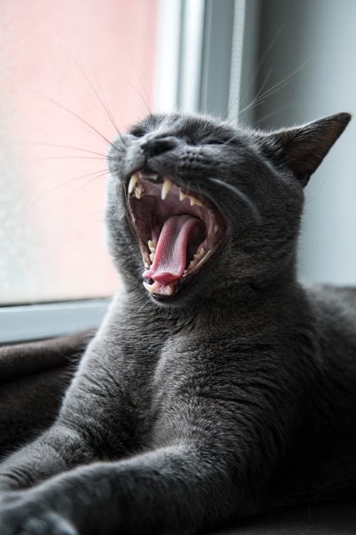Gray cat yawning and showing its teeth